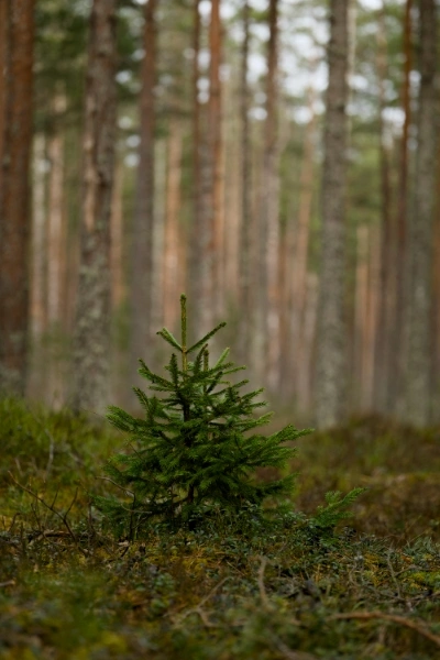 Small pine tree growing in a mature forest