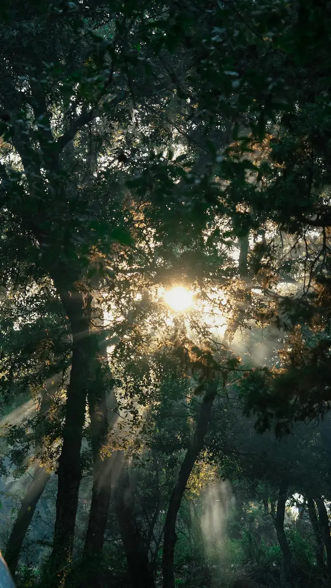 forest with sunlight shining through the trees